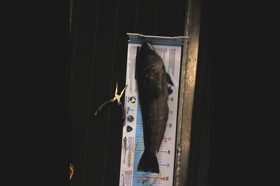 Stephen Scott caught this 47.5cm Blue Cod at Marlborough Sounds  during The Export NZ Fishing Competition