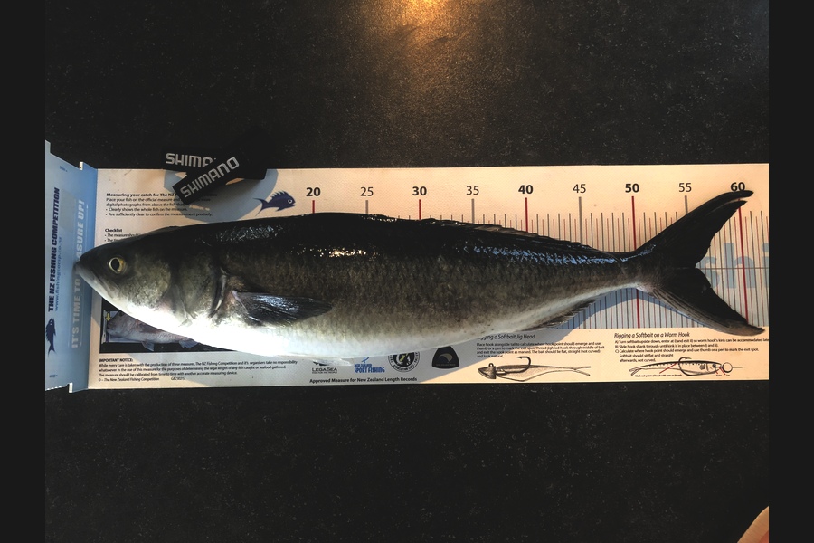 Daneo  Huxtable  caught this 55.5cm Kahawai at Penguin shoals  during The Export NZ Fishing Competition