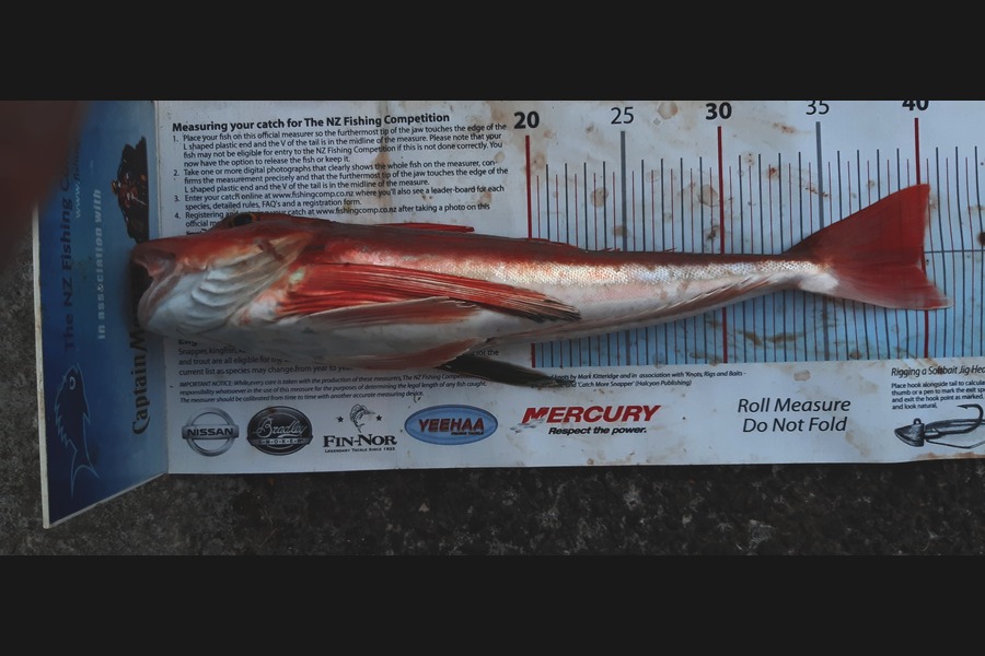 Dan Musson caught this 39.5cm Gurnard at Welly west during The Export NZ Fishing Competition