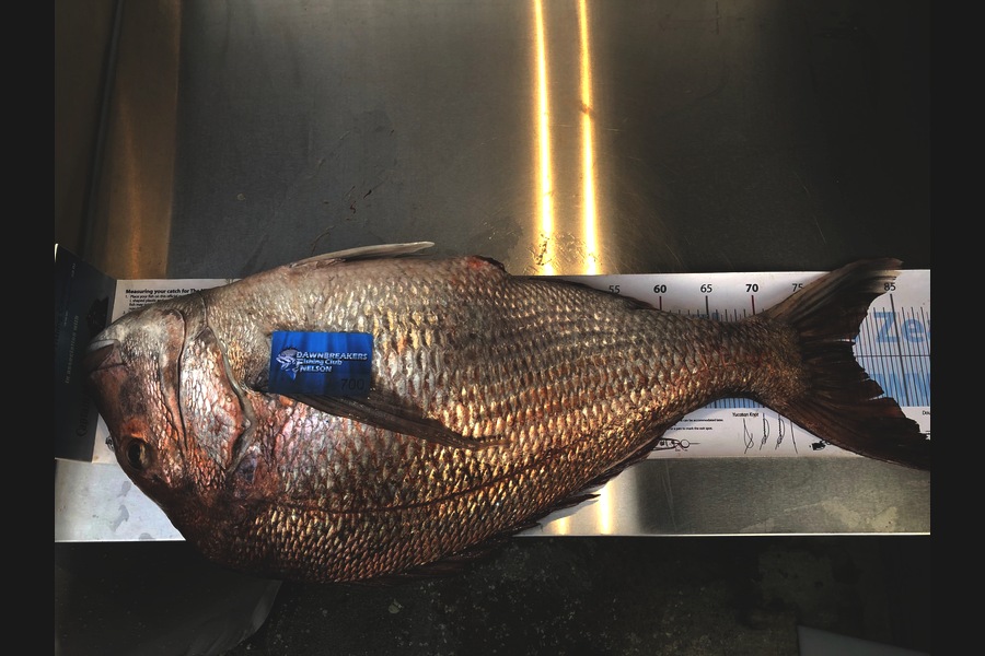 Dan  Govier caught this 80cm Snapper at Tasman Bay during The Export NZ Fishing Competition