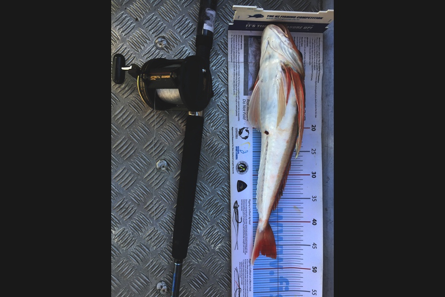 Scott Marriott caught this 46.5cm Gurnard at Puk bay during The Export NZ Fishing Competition