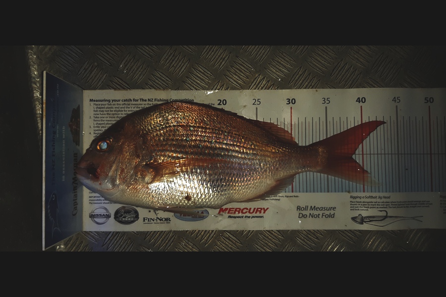 Dan Musson caught this 38.5cm Snapper at Welly west during The Export NZ Fishing Competition