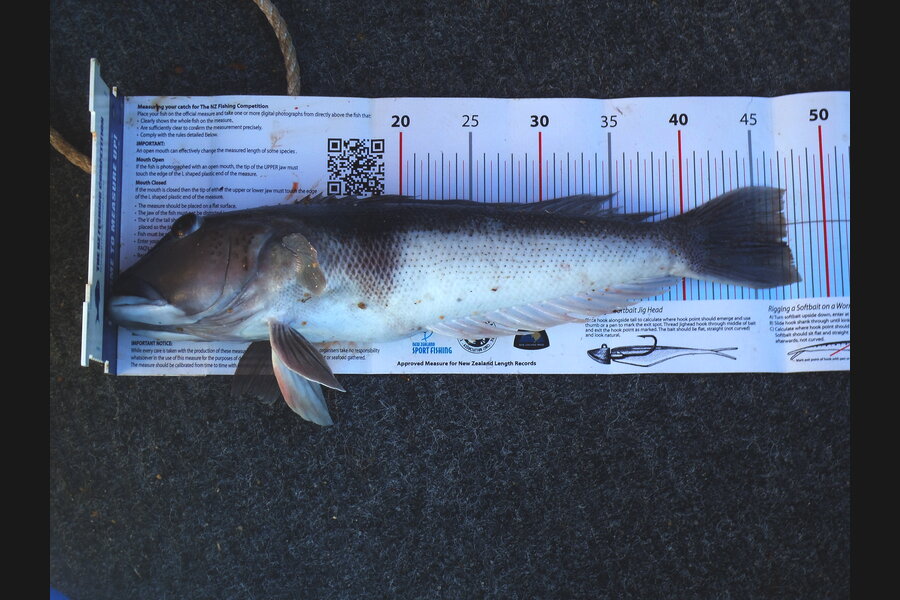 Daniel Primmer caught this 47.0cm Blue Cod at seperation point during The Export NZ Fishing Competition