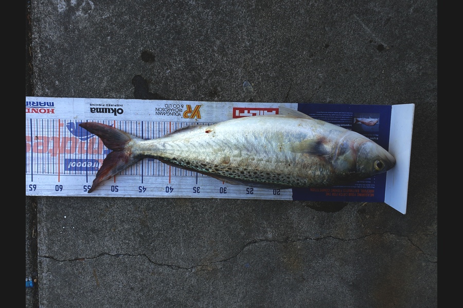Tim  McKenzie caught this 50cm Kahawai at Napier  during The Export NZ Fishing Competition
