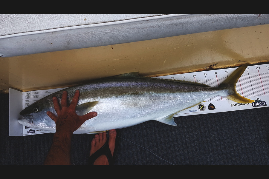 Andrew Wilson caught this 96cm Kingfish at auckland during The Export NZ Fishing Competition