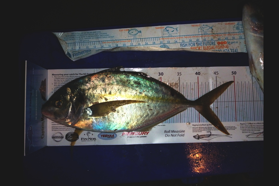 Scott Tindale caught this 43cm Trevally at little barrier during The Export NZ Fishing Competition