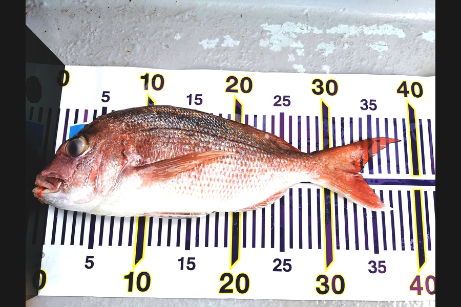 Deb Powell caught this 33.0cm Snapper at Kawau during The Export NZ Fishing Competition