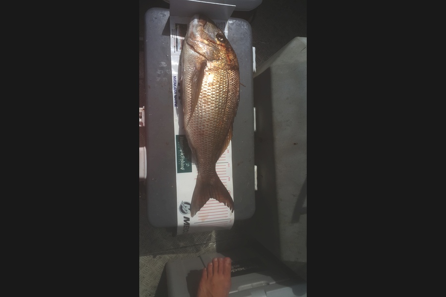 Jeff Chellew caught this 62cm Snapper at Kawau during The Export NZ Fishing Competition