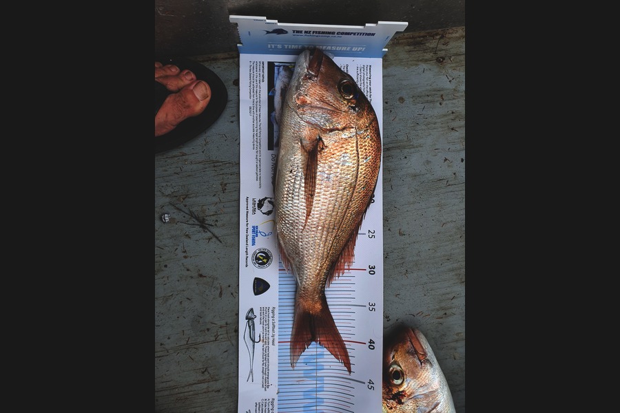 Callum Sheridan caught this 40.0cm Snapper at Sandspit during The Export NZ Fishing Competition