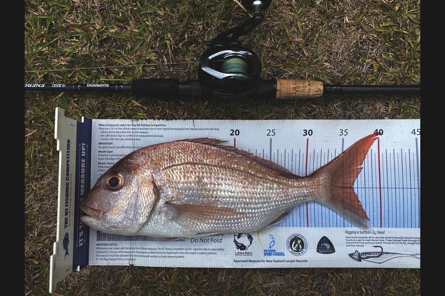 Ian Pedersen caught this 36.0cm Snapper at Thames during The Export NZ Fishing Competition