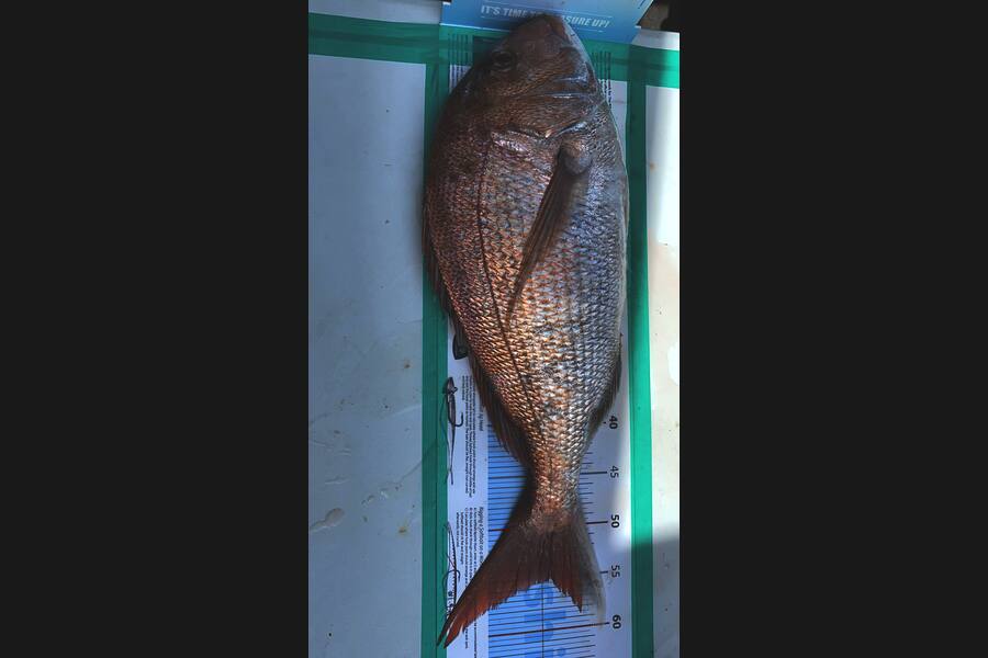 Steve Scott caught this 55.0cm Snapper at Kawau during The Export NZ Fishing Competition