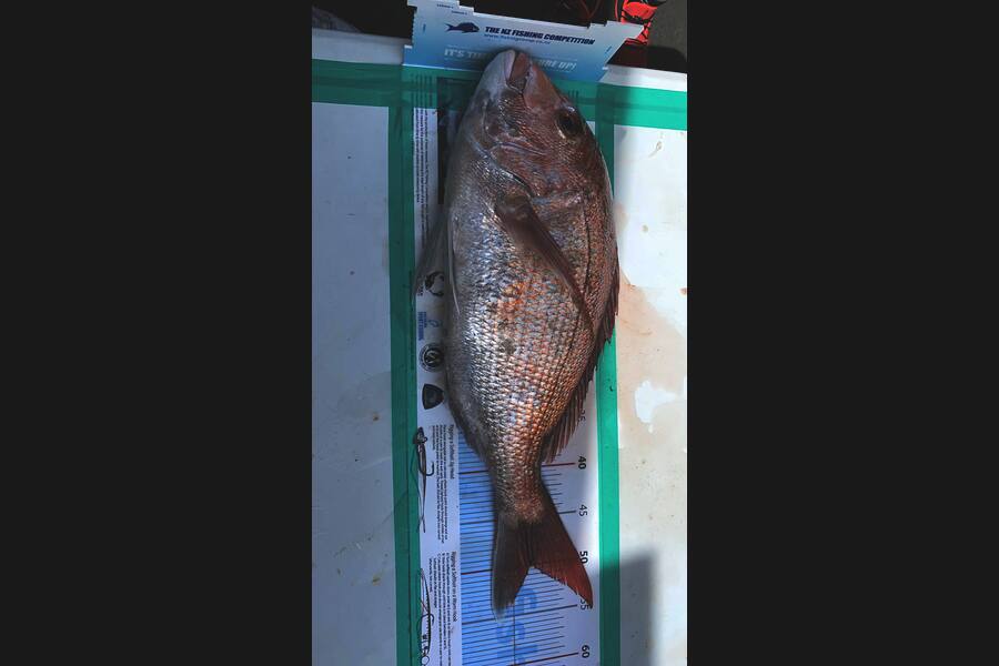 Steve Scott caught this 50.0cm Snapper at Kawau during The Export NZ Fishing Competition
