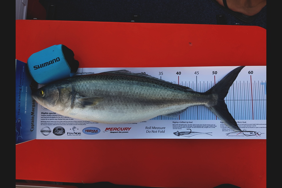 Peter Murcott caught this 52cm Kahawai at Raglan  during The Export NZ Fishing Competition