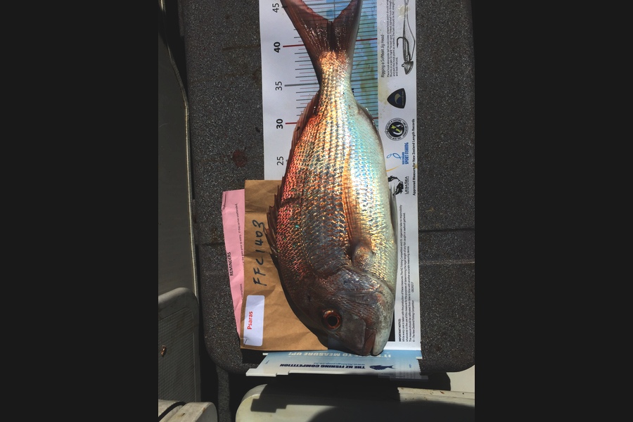 Peter Childs caught this 42.5cm Snapper at Sargents channel during The Export NZ Fishing Competition