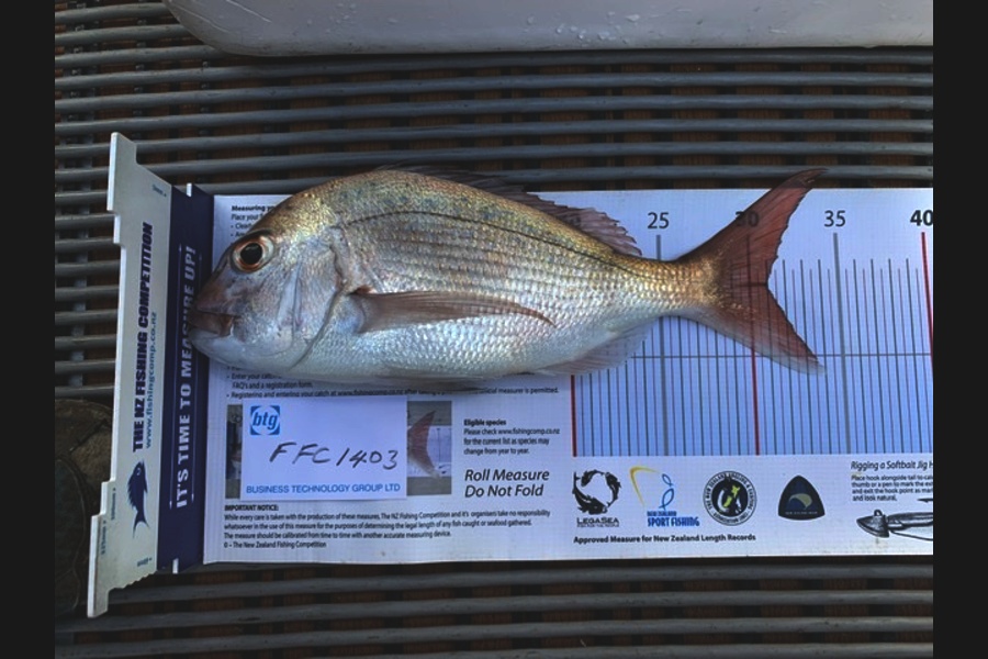 Henry Yee caught this 31cm Snapper at Hauraki Gulf during The Export NZ Fishing Competition