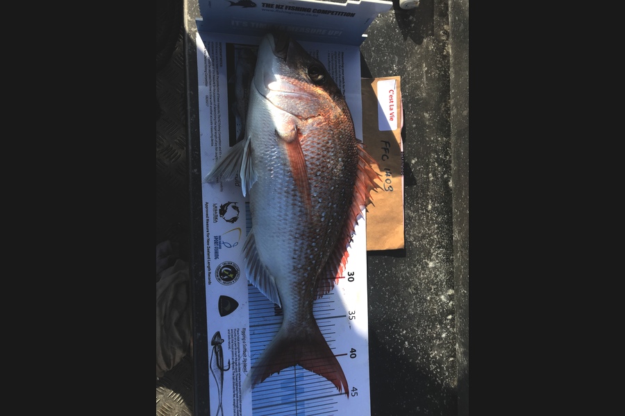 STACEY TRUONG caught this 40cm Snapper at Rangitoto  during The Export NZ Fishing Competition