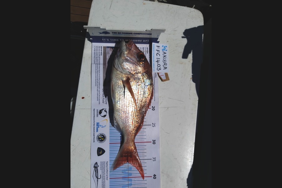 lucy carran caught this 35.5cm Snapper at Mataiai during The Export NZ Fishing Competition