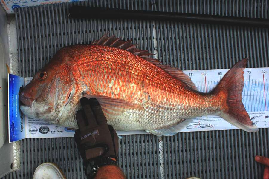Gavin Williams caught this 72.0cm Snapper at Durville Island during The Export NZ Fishing Competition