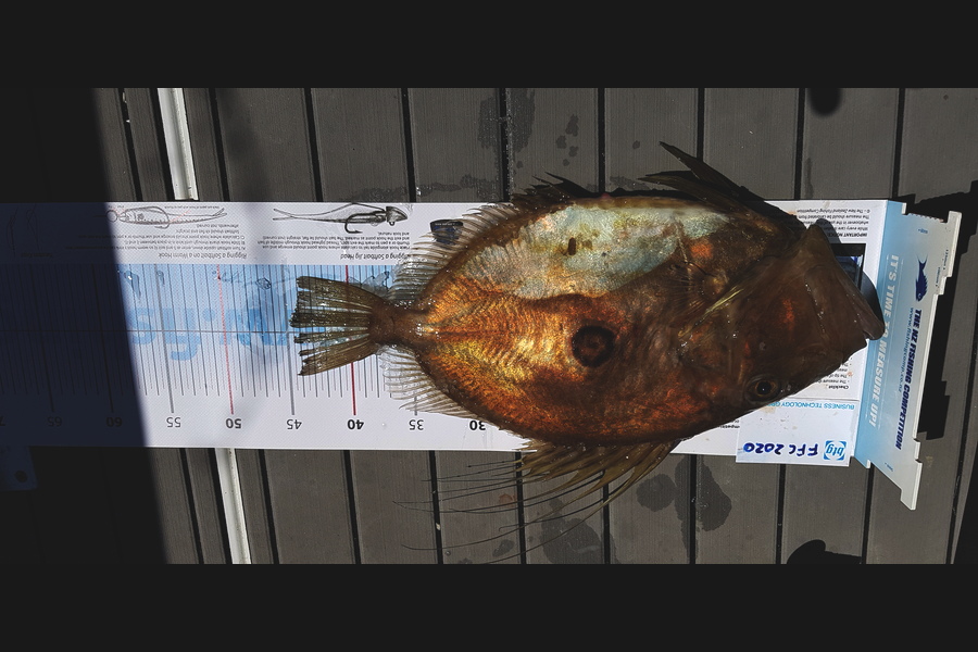 Bastiaan Paanakker caught this 44.5cm John Dory at Tiritimatangi during The Export NZ Fishing Competition