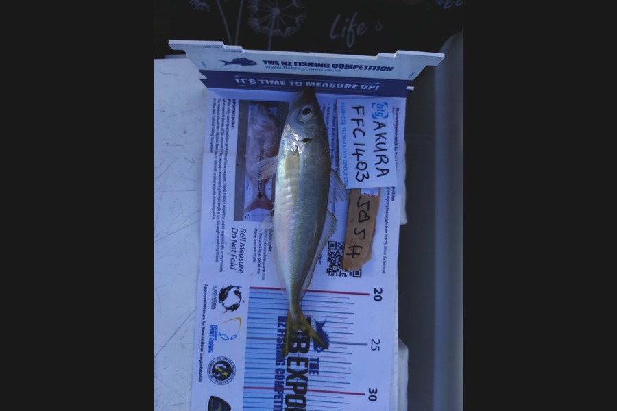 lucy carran caught this 24.0cm Kahawai at Mataiai during The Export NZ Fishing Competition