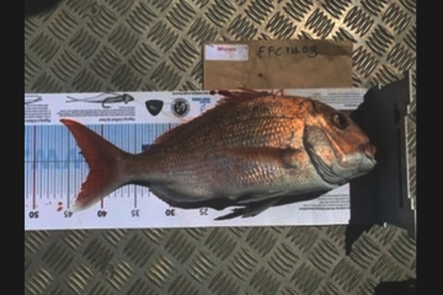 Luke Stopford caught this 41.5cm Snapper at Rakino during The Export NZ Fishing Competition
