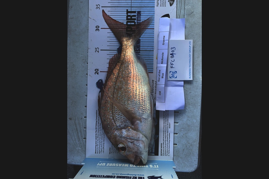 Carrick Graham caught this 31.0cm Snapper at Waitemata  during The Export NZ Fishing Competition