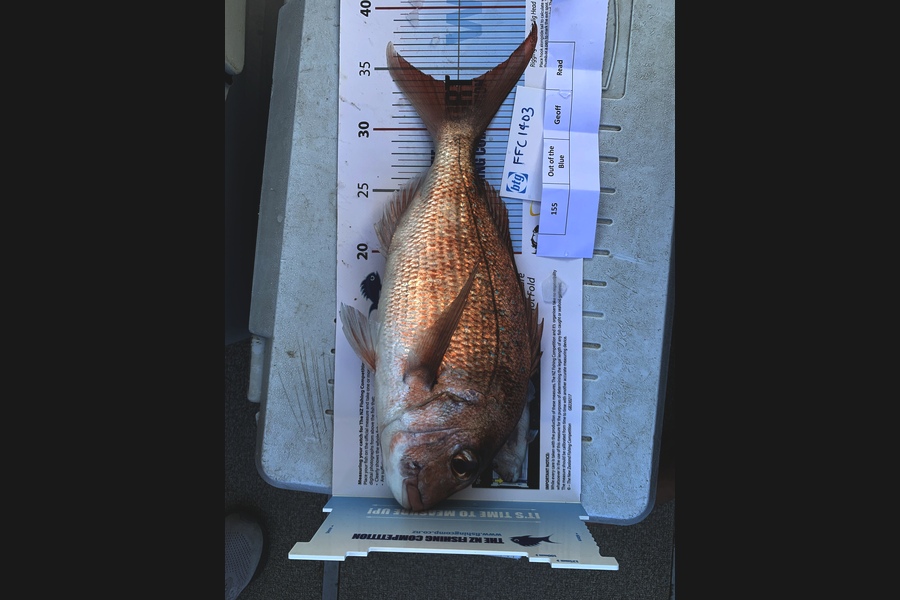 Carrick Graham caught this 34.0cm Snapper at Waitemata  during The Export NZ Fishing Competition