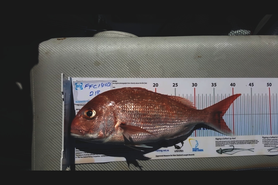 Craig Marsom caught this 37.0cm Snapper at Noises during The Export NZ Fishing Competition