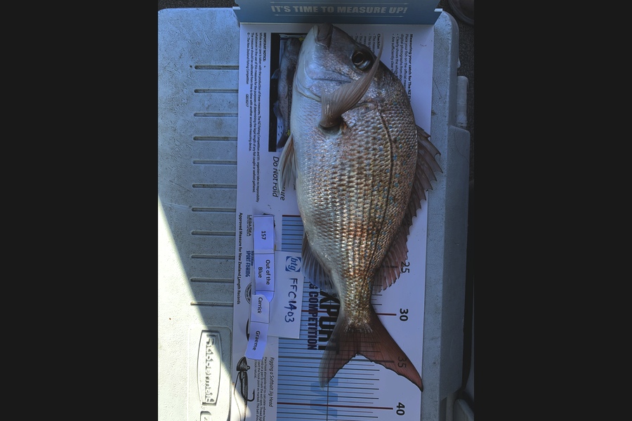 Carrick Graham caught this 34cm Snapper at WAITEMATA  during The Export NZ Fishing Competition