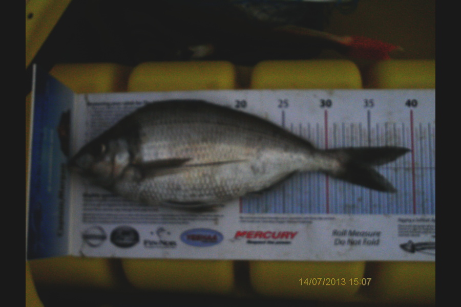 Jeff Holden caught this 35.0cm Tarakihi at Peppin during The Export NZ Fishing Competition