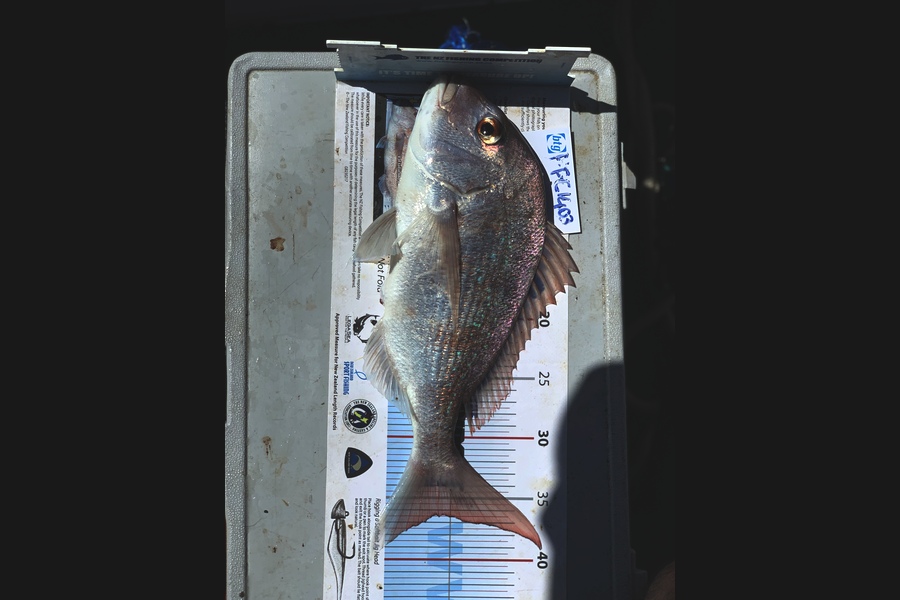 mario viljoen caught this 36.5cm Snapper at Rangitoto north  during The Export NZ Fishing Competition