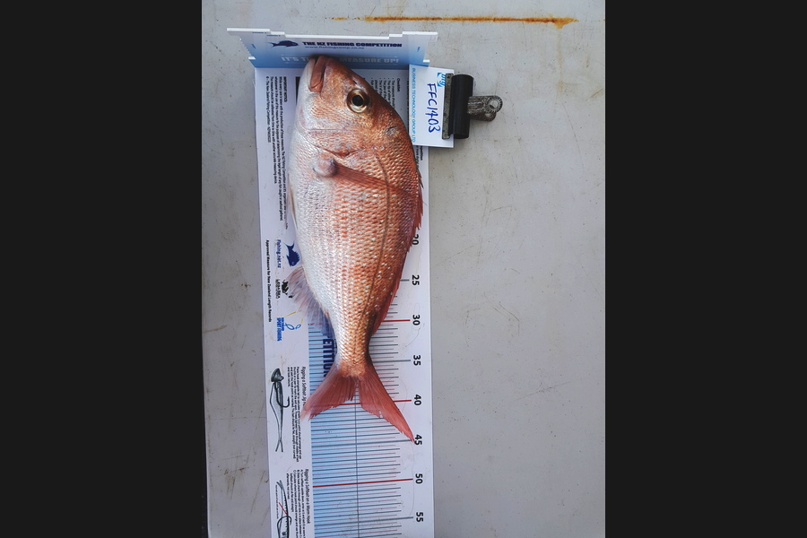 Jo Moore caught this 39.0cm Snapper at Hauraki Gulf during The Export NZ Fishing Competition