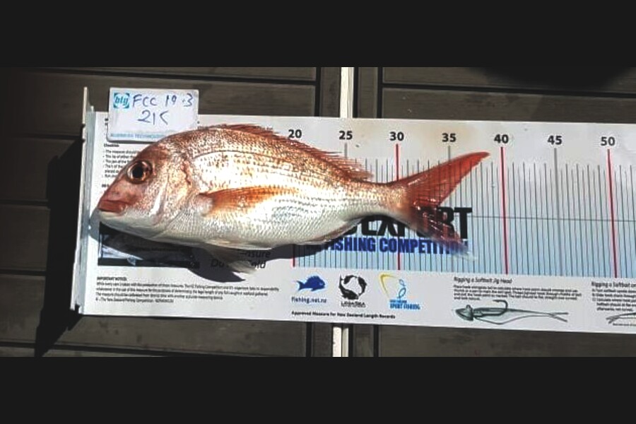 mark willson caught this 33.0cm Snapper at Noises during The Export NZ Fishing Competition