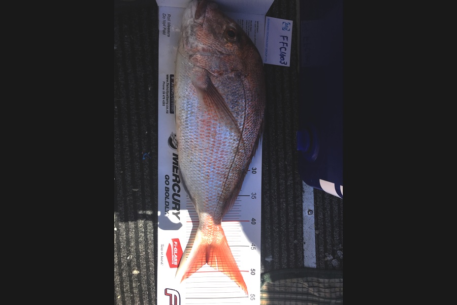 Steve Cullen caught this 48cm Snapper at HAURAKI gulf during The Export NZ Fishing Competition