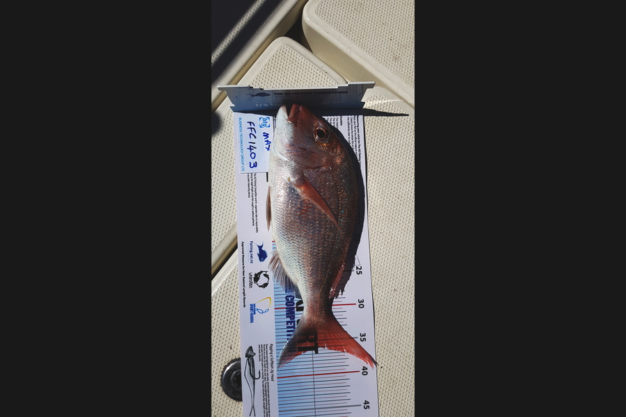 Maximus Smitheram caught this 36.0cm Snapper at WAIHEKE during The Export NZ Fishing Competition