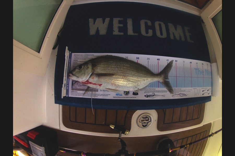 Reid forrest caught this 45.0cm Tarakihi at Durville Island during The Export NZ Fishing Competition