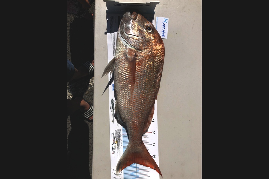 Wayne Shields caught this 62.0cm Snapper at Coromandel during The Export NZ Fishing Competition