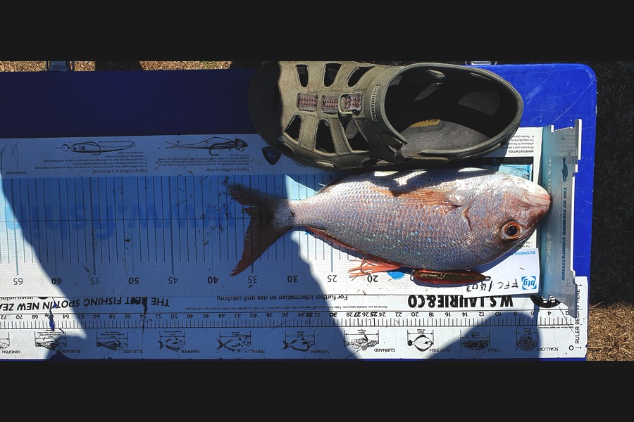 Alan Tong caught this 35.0cm Snapper at Waitemata during The Export NZ Fishing Competition