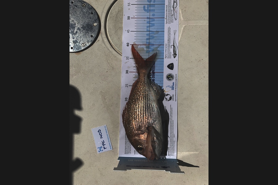 Phil Porteous caught this 34.0cm Snapper at Ahas during The Export NZ Fishing Competition