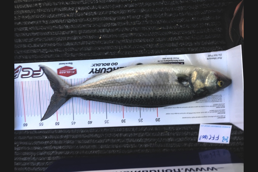 Steve Cullen caught this 50cm Kahawai at HAURAKI gulf during The Export NZ Fishing Competition