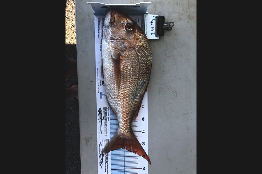 Wayne Shields caught this 51.5cm Snapper at Coromandel during The Export NZ Fishing Competition