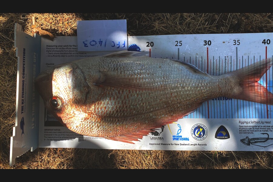 James Hoskins caught this 38.0cm Snapper at hauraki gulf during The Export NZ Fishing Competition