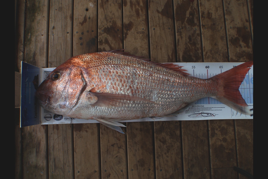 Mick Preston caught this 71.0cm Snapper at Mokau during The Export NZ Fishing Competition