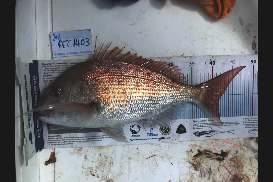 Alister Still caught this 41.5cm Snapper at Firth  during The Export NZ Fishing Competition
