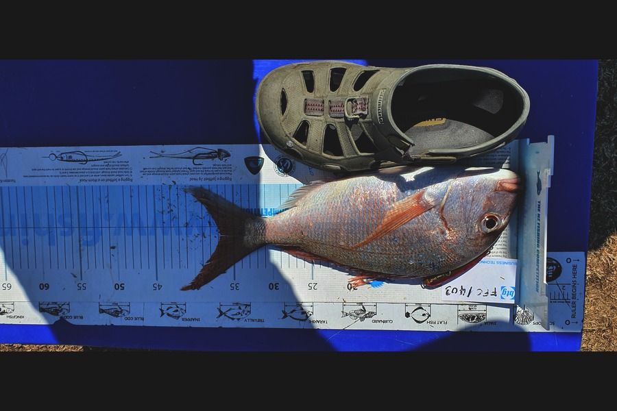 Alan Tong caught this 36.5cm Snapper at Waitemata during The Export NZ Fishing Competition