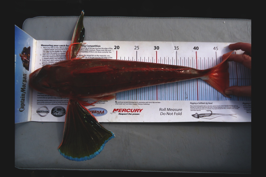 Ian Twist caught this 48.0cm Gurnard at Manukau Harbour during The Export NZ Fishing Competition