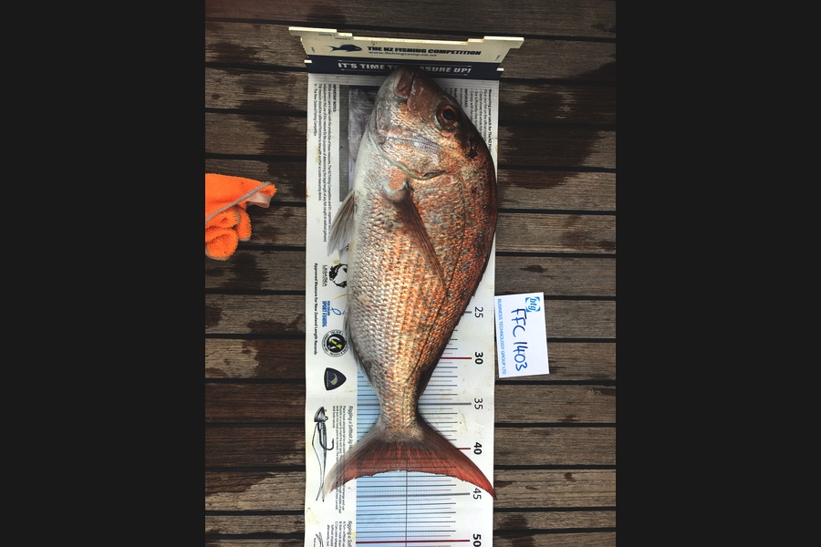 Alister Still caught this 41.5cm Snapper at Firth  during The Export NZ Fishing Competition