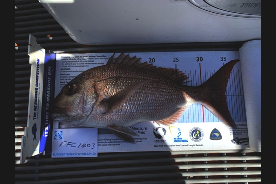 Shayne Nam caught this 34.5cm Snapper at Hauraki Gulf during The Export NZ Fishing Competition