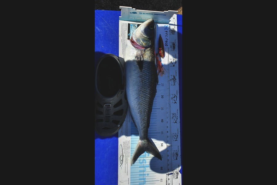 Brian Tong caught this 52cm Kahawai at Waitemata during The Export NZ Fishing Competition