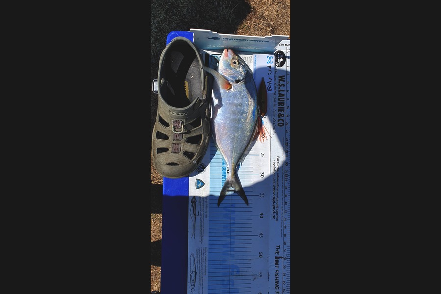 Brian Tong caught this 33.0cm Trevally at Waitemata during The Export NZ Fishing Competition